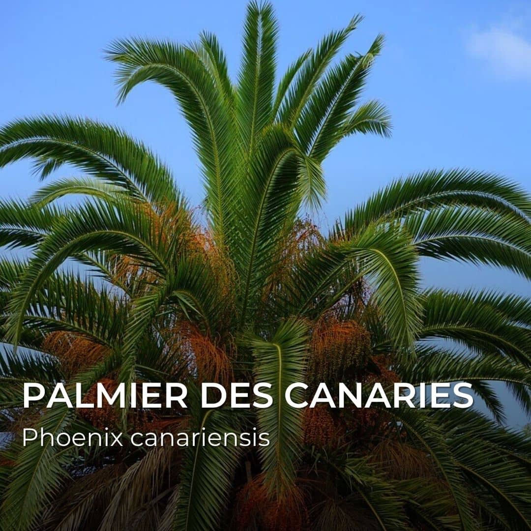 GRAINES - Palmier des Canaries (Phoenix canariensis)