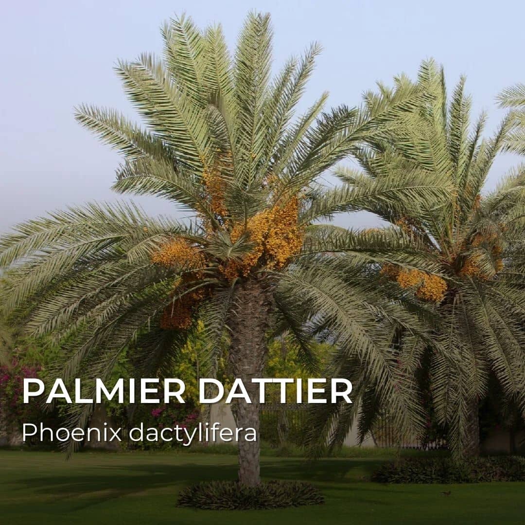 GRAINES - Palmier Dattier (Phoenix dactylifera)