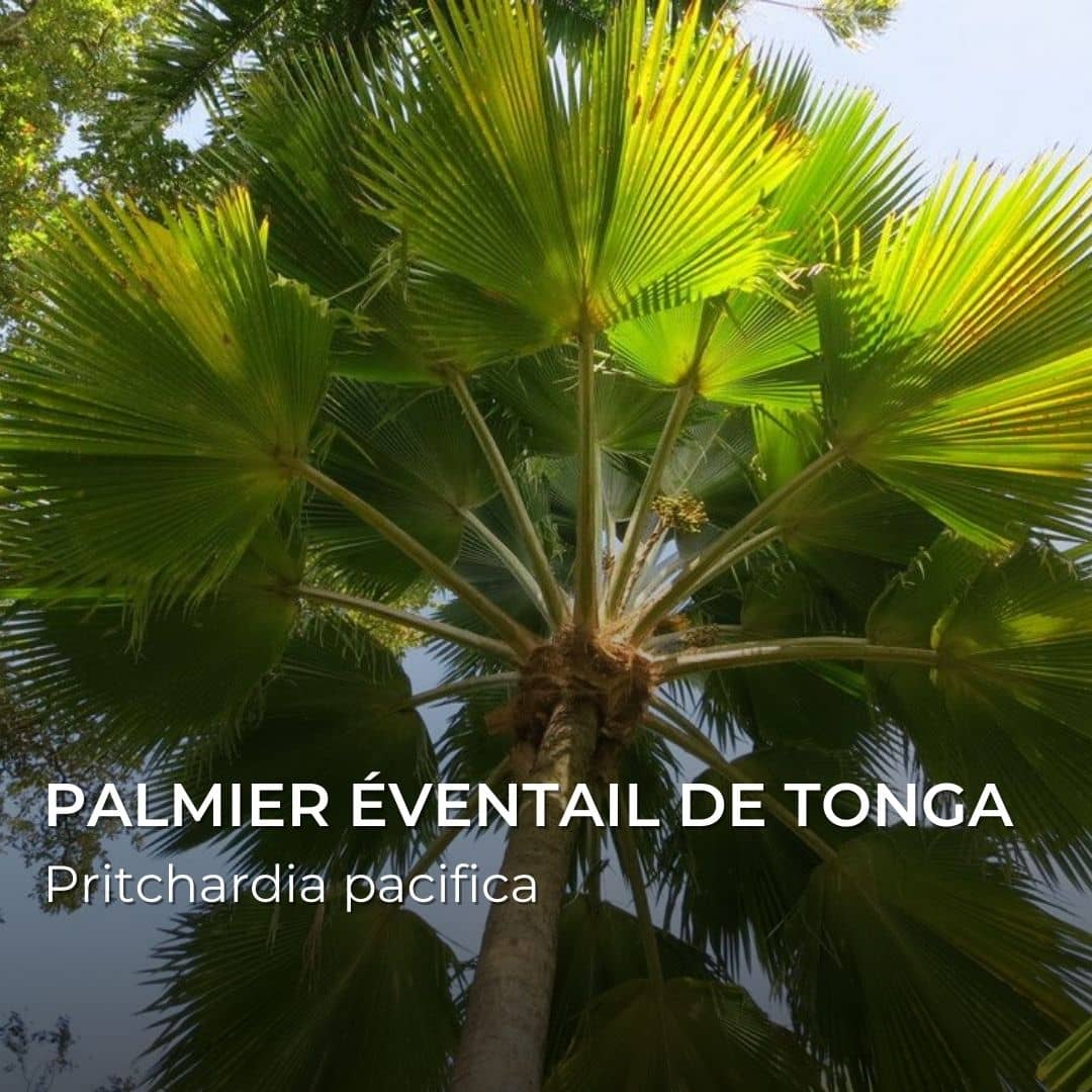 GRAINES - Palmier éventail de Tonga (Pritchardia pacifica)