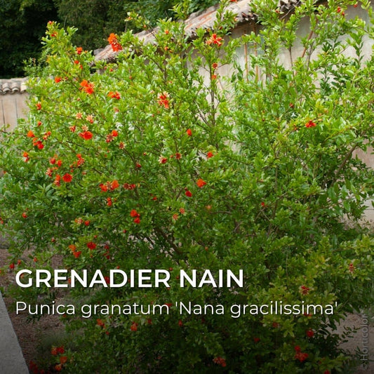 GRAINES - Grenadier Nain (Punica granatum 'Nana')