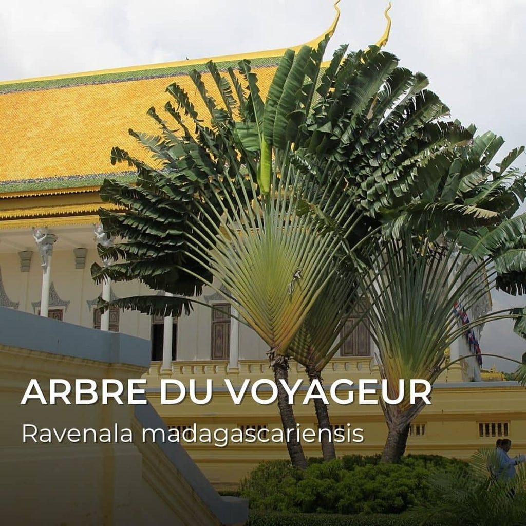 Grainebox — Merveilles du Monde