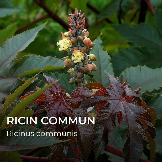 GRAINES - Ricin Commun (Ricinus communis)