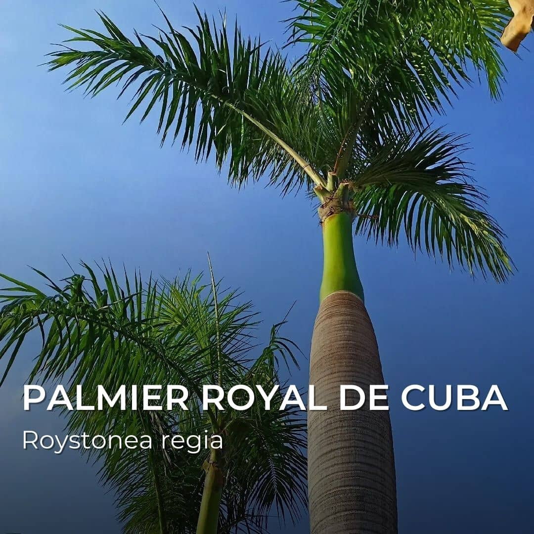 GRAINES - Palmier Royal de Cuba (Roystonea regia)