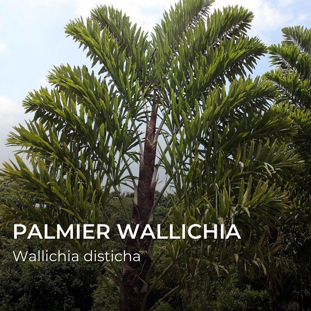 GRAINES - Palmier Wallichia (Wallichia disticha)
