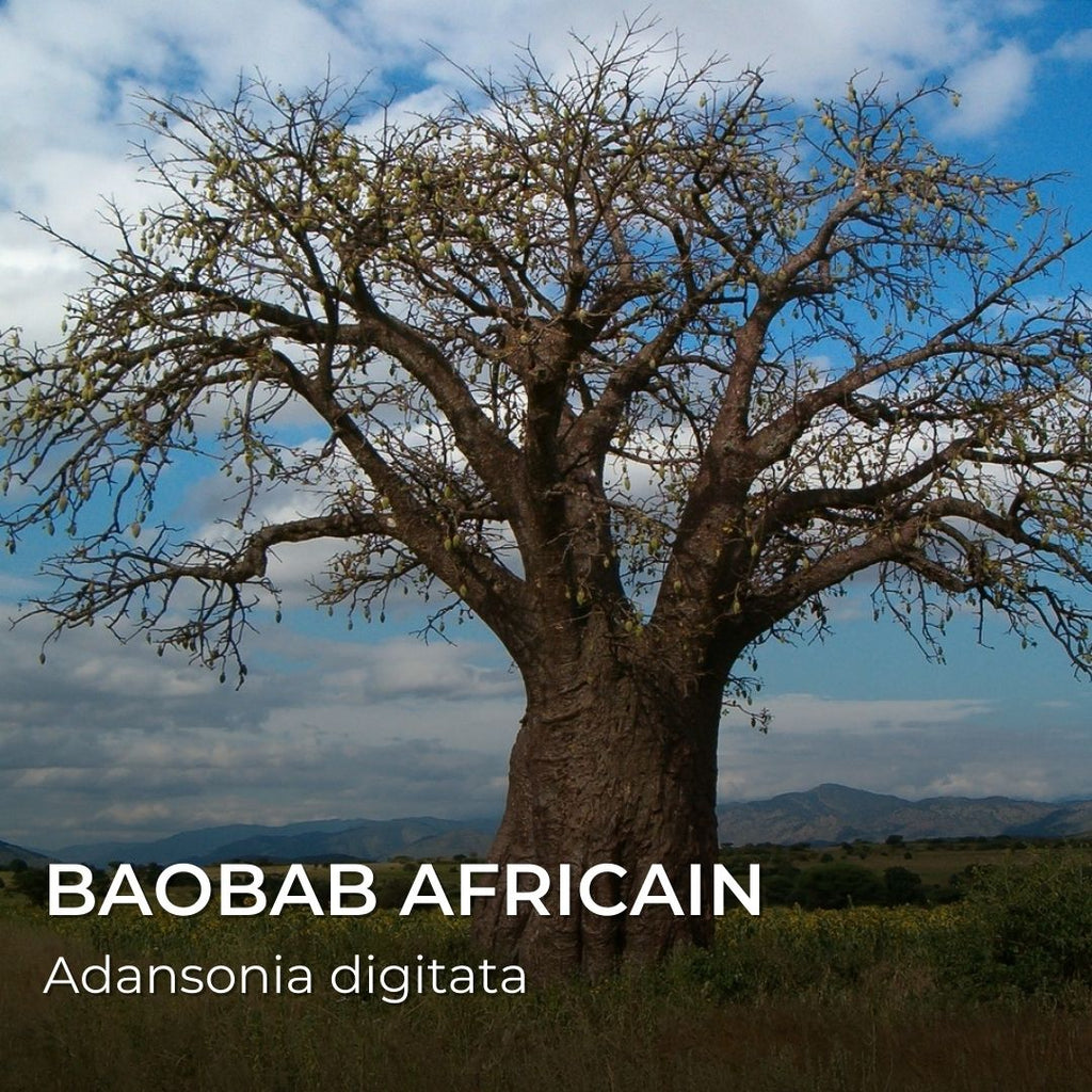GRAINES Baobab africain (Adansonia digitata)