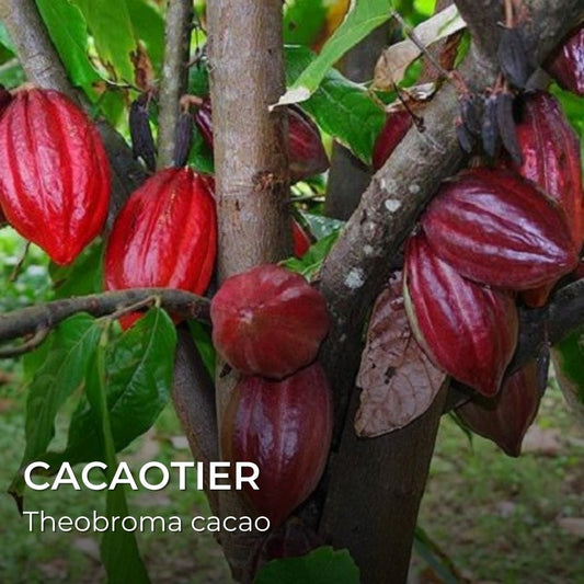 GRAINES - Cacaotier (Theobroma cacao)