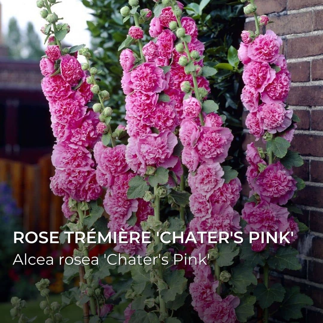 GRAINES - Rose Trémière 'Chater's Pink' (Alcea rosea 'Chater's Pink')
