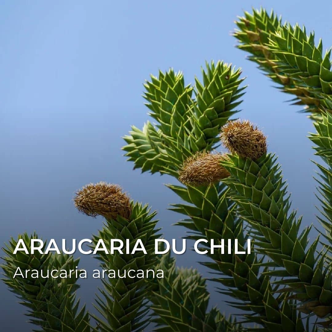 GRAINES - Araucaria du Chili (Araucaria araucana)