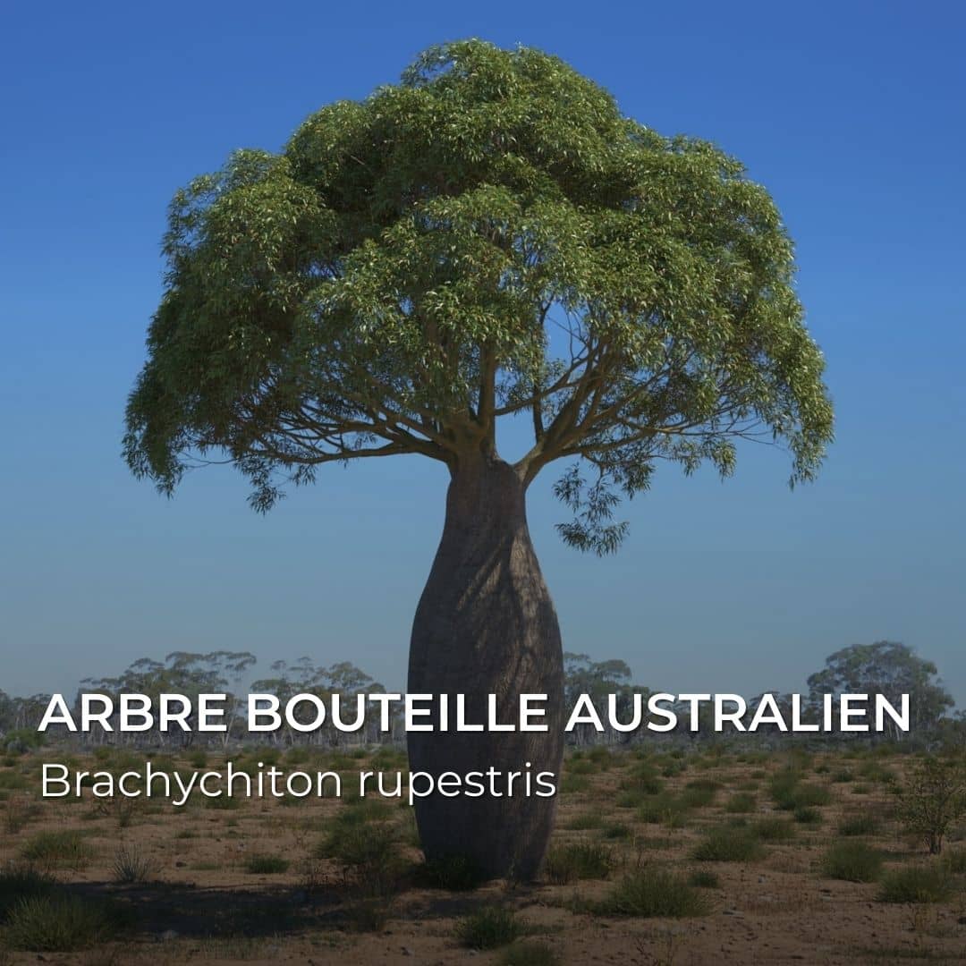 GRAINES - Arbre bouteille Australien (Brachychiton rupestris)