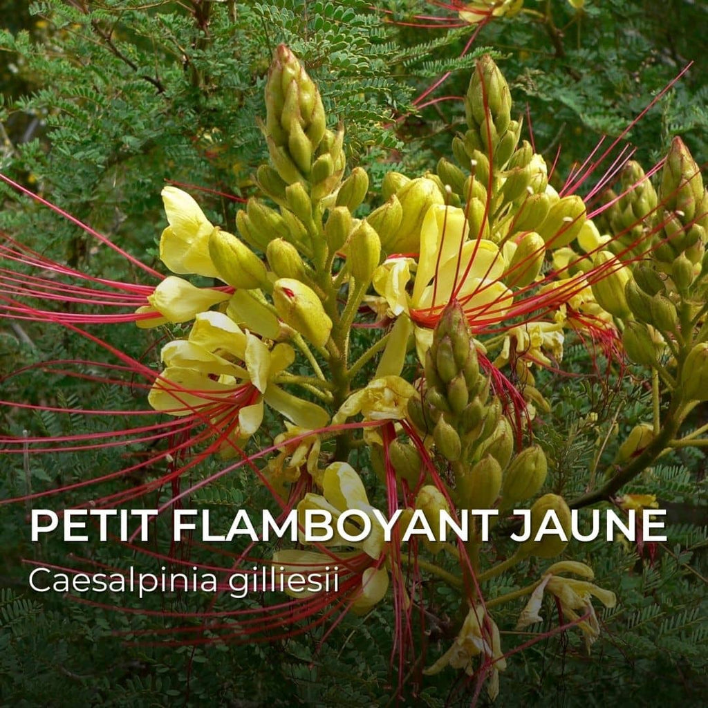 GRAINES - Petit Flamboyant Jaune (Caesalpinia gilliesii)