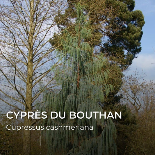 GRAINES - Cyprès du Bhoutan (Cupressus cashmeriana)