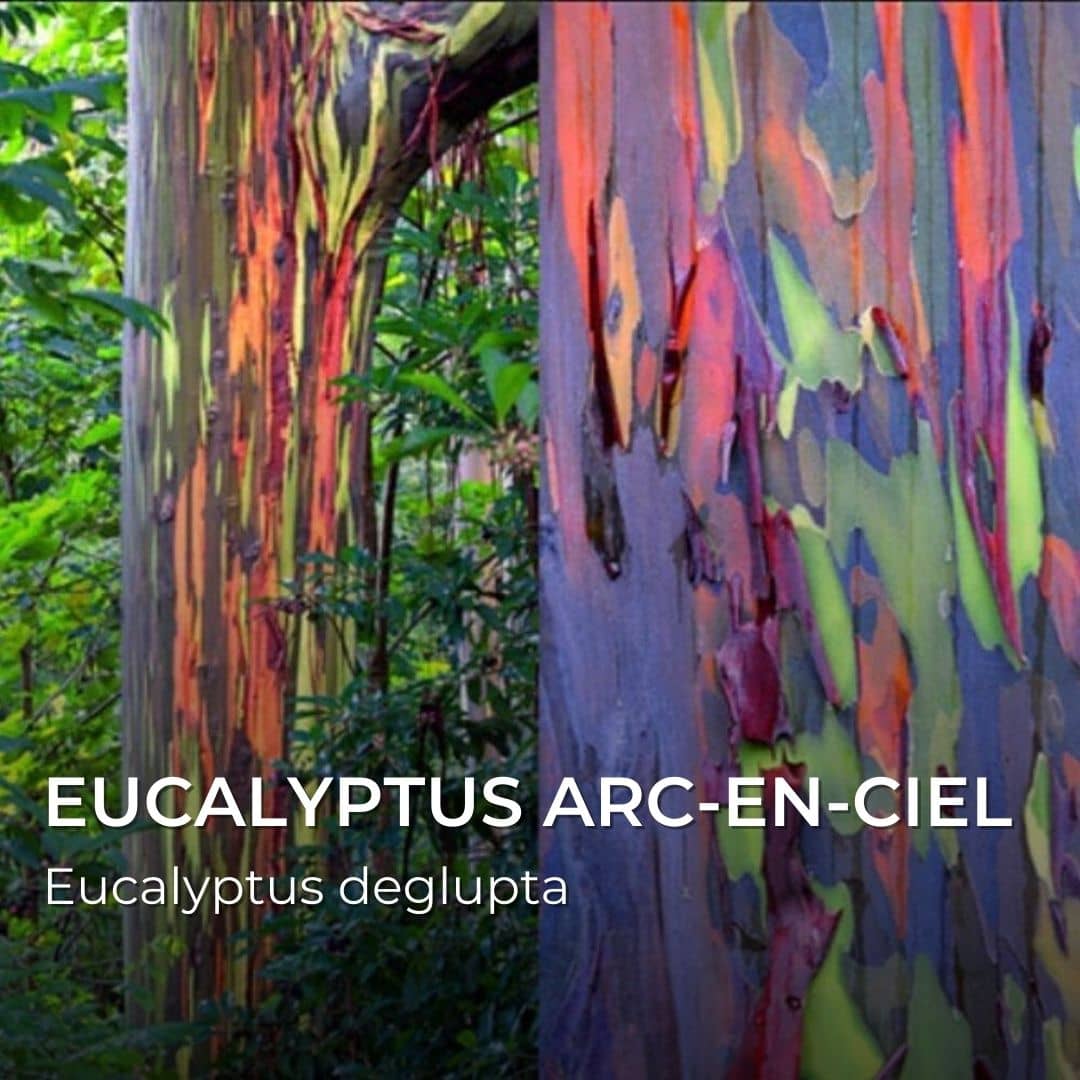 GRAINES - Eucalyptus Arc-en-ciel (Eucalyptus deglupta)