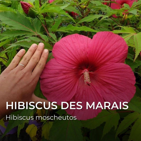 GRAINES - Hibiscus des Marais (Hibiscus moscheutos)