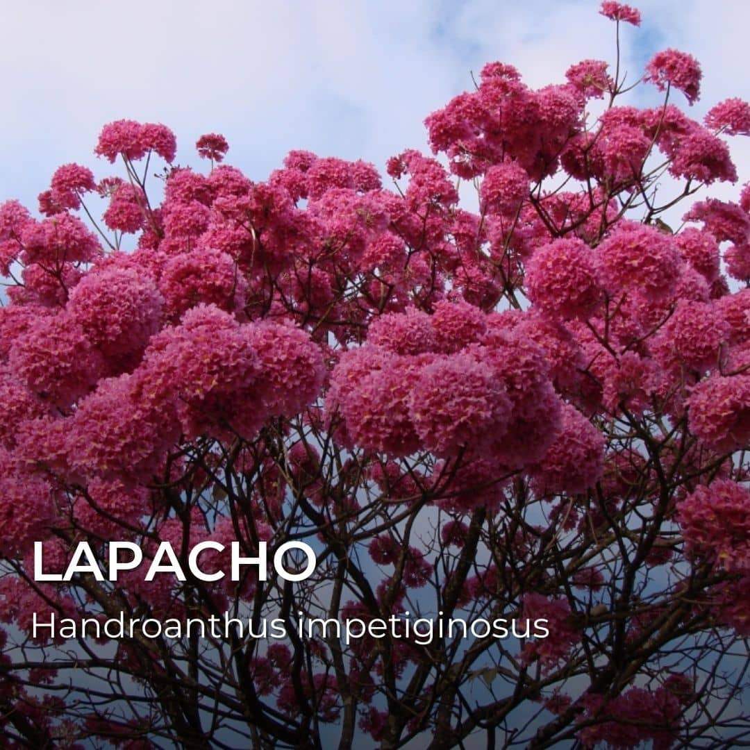 GRAINES - Lapacho (Handroanthus impetiginosus)