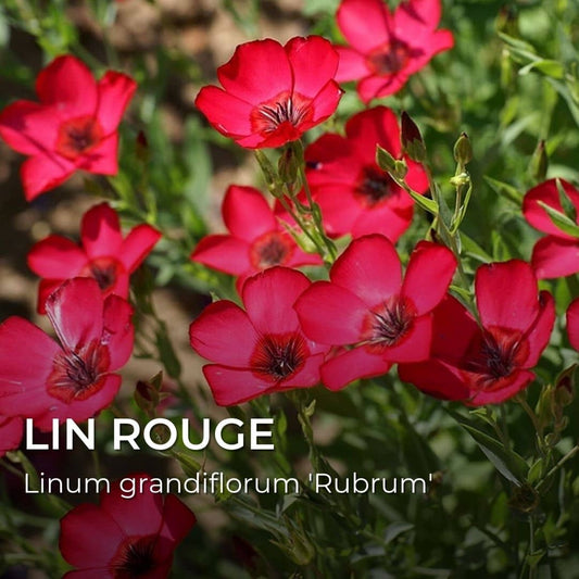 GRAINES - Lin Rouge (Linum grandiflorum 'Rubrum')