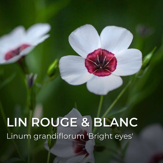 GRAINES - Lin Rouge et Blanc (Linum grandiflorum 'Bright eyes')