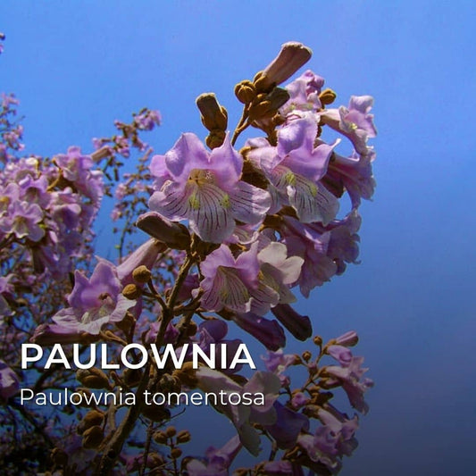 GRAINES - Paulownia (Paulownia tomentosa)