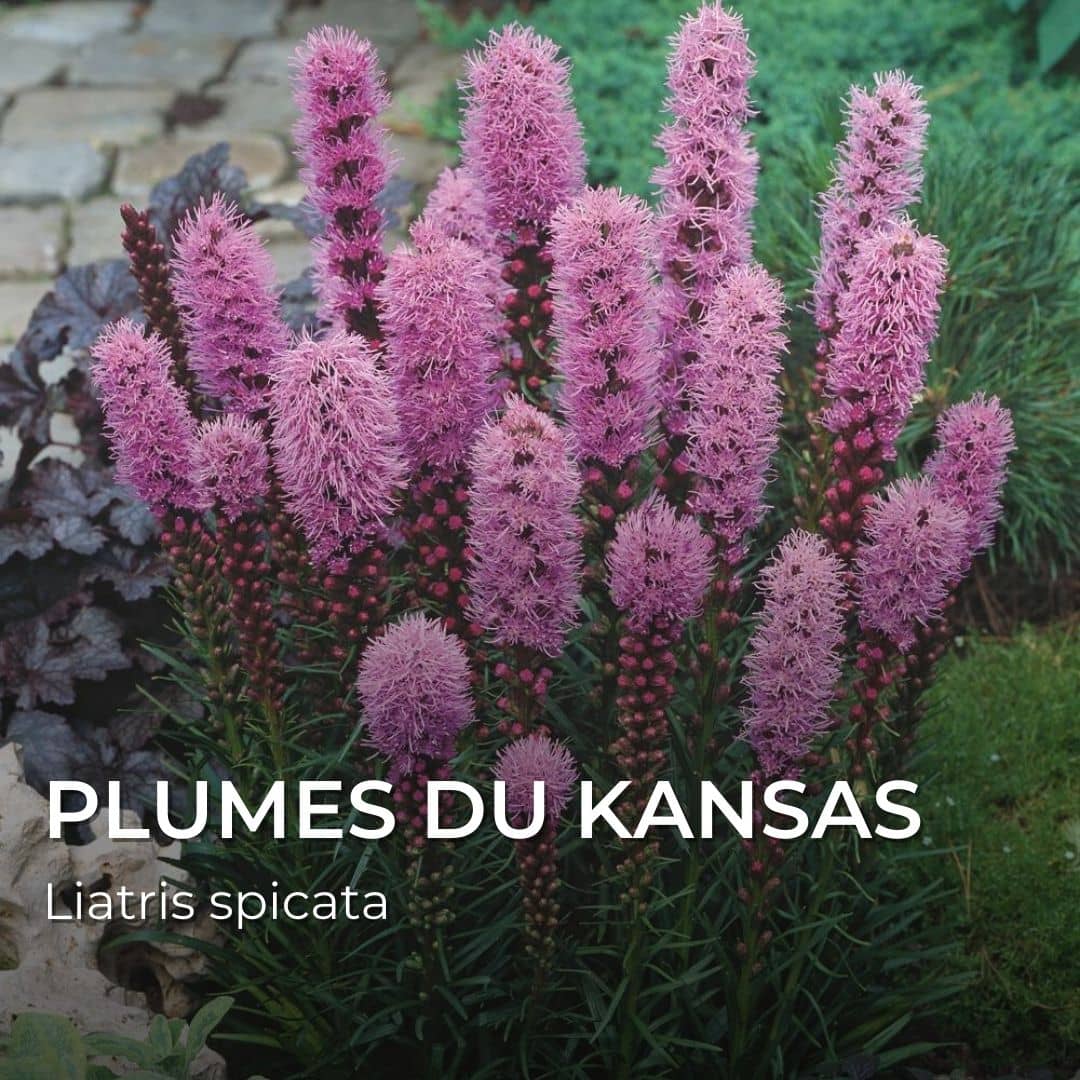 GRAINES - Plumes du Kansas (Liatris spicata)