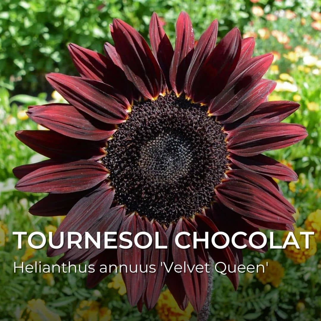 GRAINES - Tournesol Chocolat (Helianthus annuus 'Velvet Queen')