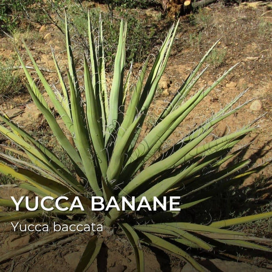 GRAINES - Yucca Banane (Yucca baccata)