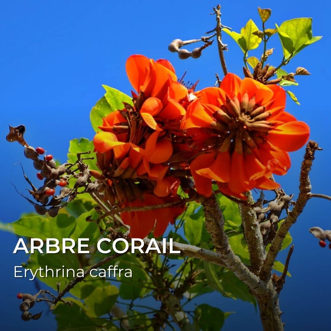 GRAINES - Arbre Corail (Erythrina caffra)
