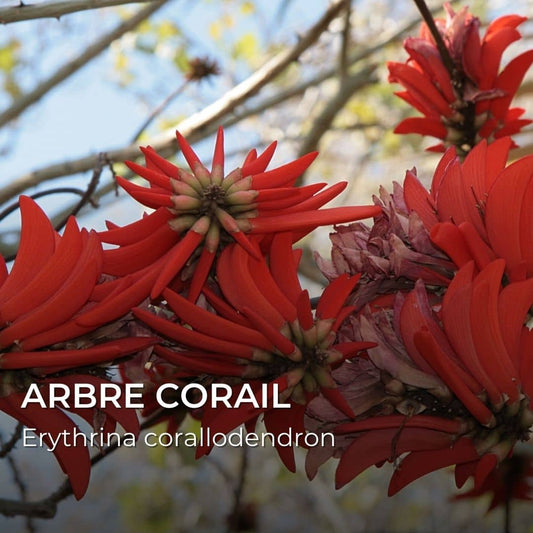 GRAINES - Arbre Corail (Erythrina corallodendron)