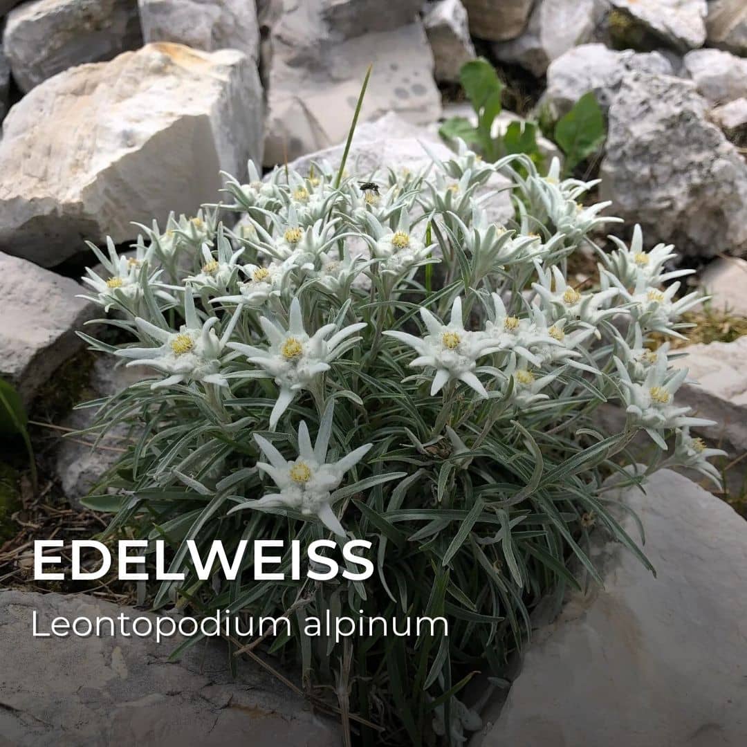 GRAINES - Edelweiss (Leontopodium alpinum)