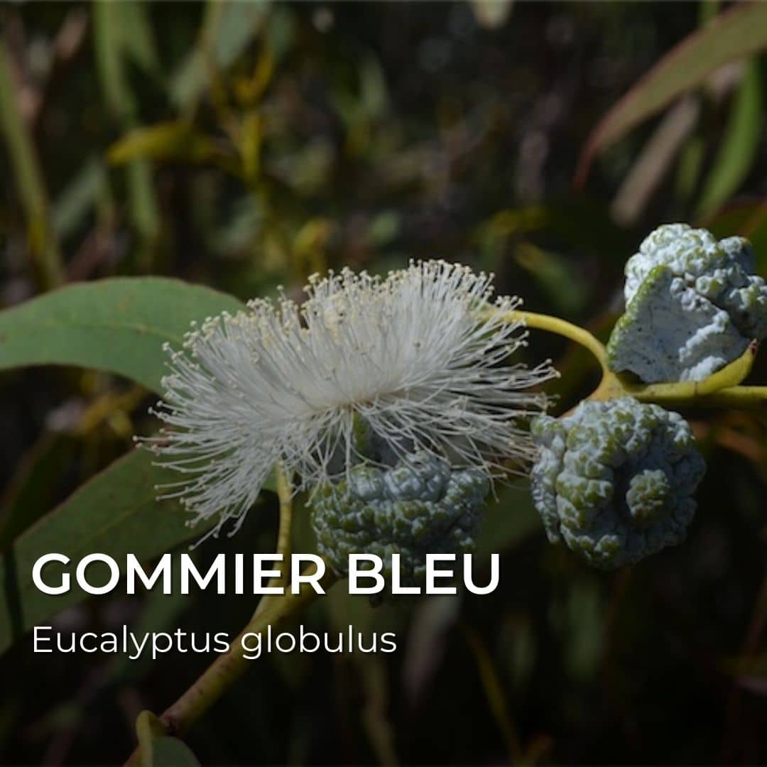 GRAINES - Gommier Bleu (Eucalyptus globulus)