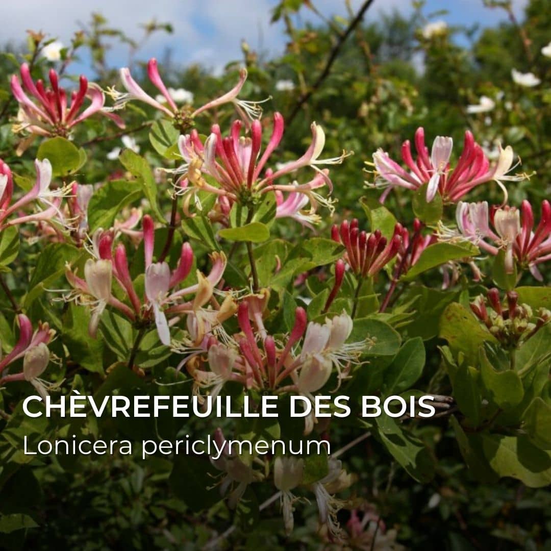 GRAINES - Chèvrefeuille des Bois (Lonicera periclymenum)