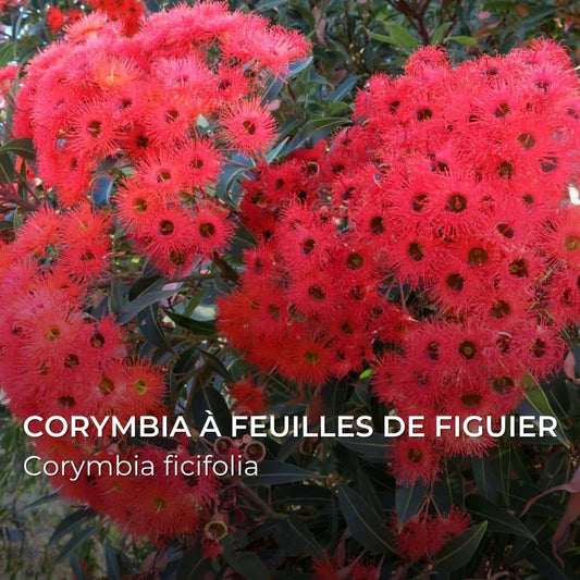 GRAINES - Corymbia à feuilles de figuier (Corymbia ficifolia)
