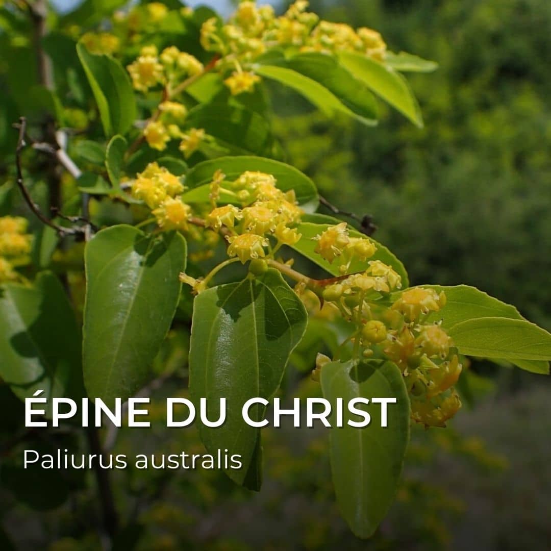 GRAINES - Épine du Christ (Paliurus australis)