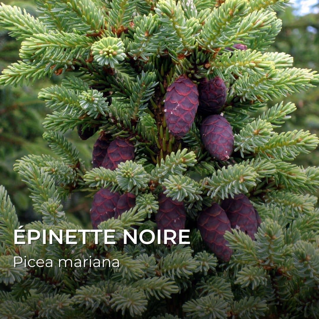 GRAINES - Épinette noire (Picea mariana)