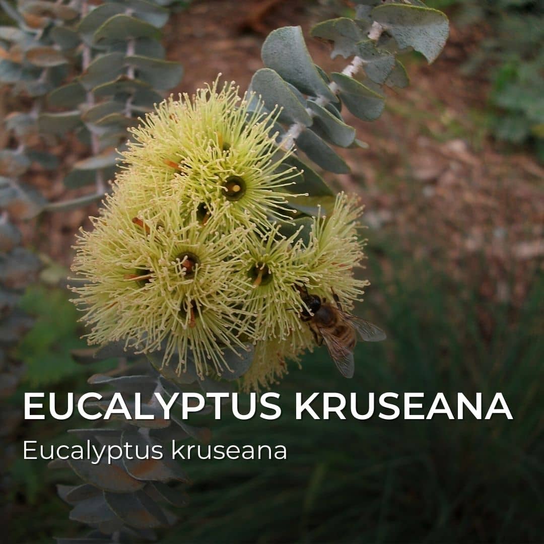 GRAINES - Eucalyptus kruseana