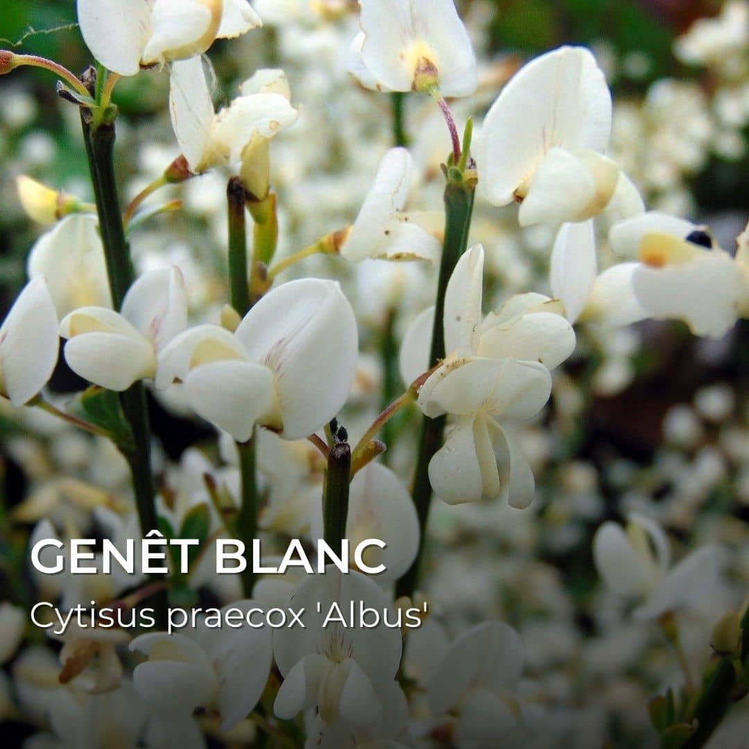 GRAINES - Genêt Blanc (Cytisus praecox 'Albus')
