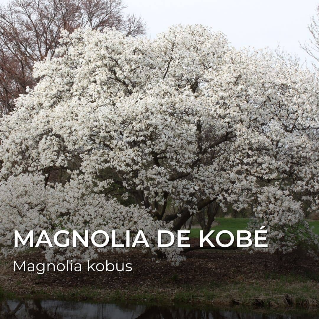GRAINES - Magnolia de Kobé (Magnolia kobus)