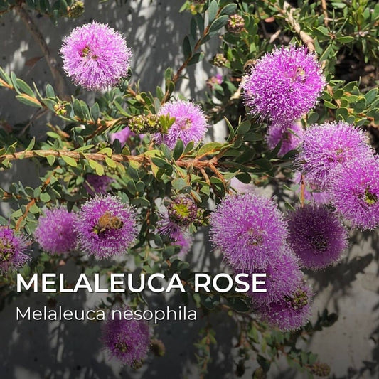 GRAINES - Melaleuca Rose (Melaleuca nesophila)