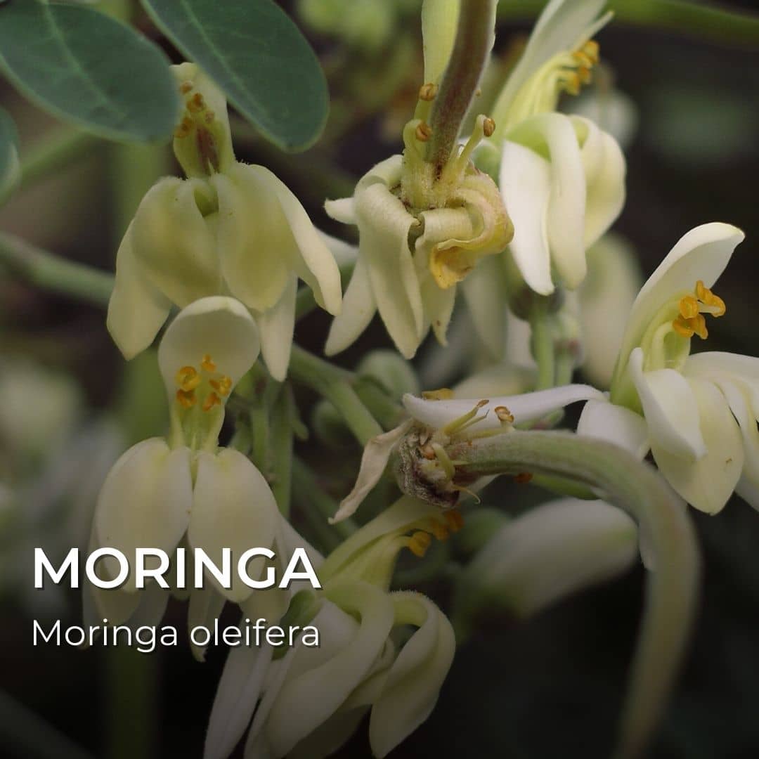 GRAINES - Moringa (Moringa oleifera)