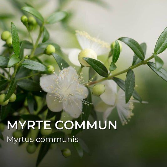 GRAINES - Myrte Commun (Myrtus communis)