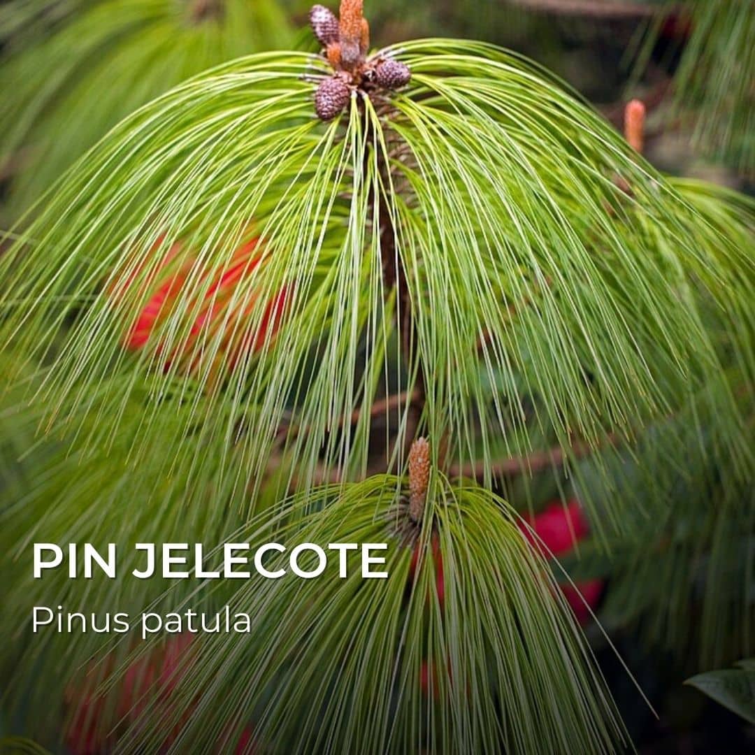 GRAINES - Pin Jelecote (Pinus patula)