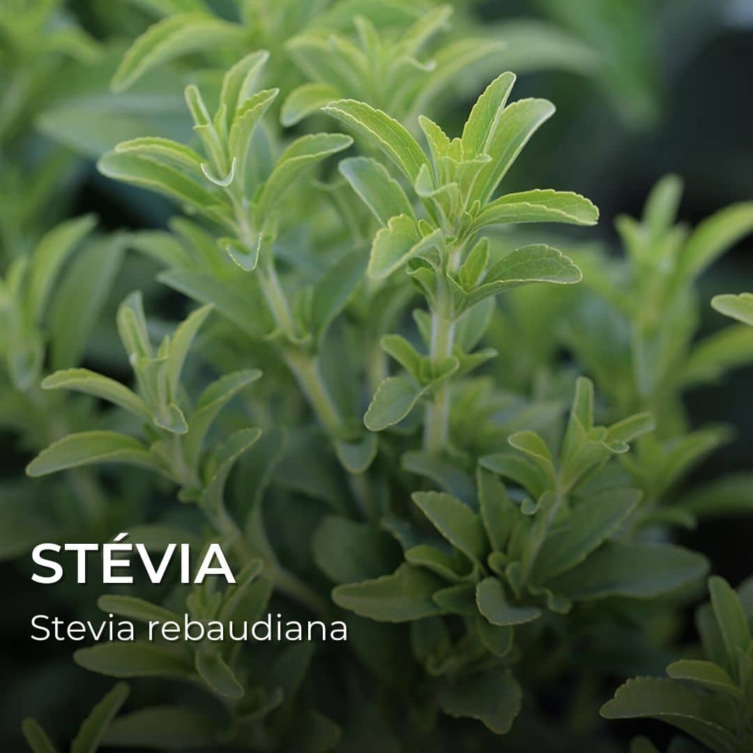 GRAINES - Stévia (Stevia rebaudiana)