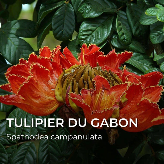GRAINES - Tulipier du Gabon (Spathodea campanulata)