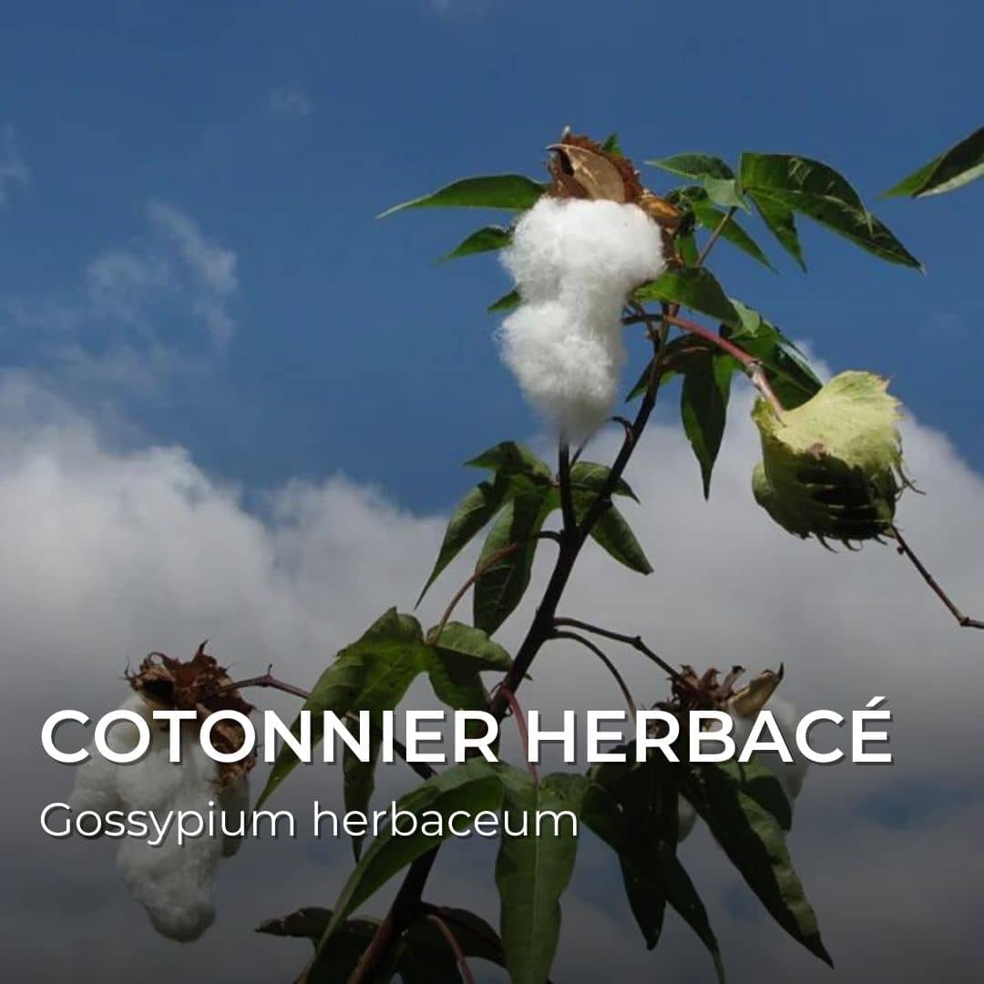 GRAINES - Cotonnier Herbacé (Gossypium herbaceum)