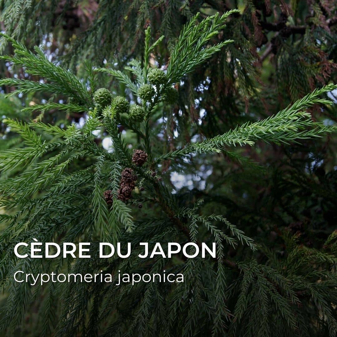 GRAINES - Cèdre du Japon (Cryptomeria japonica)