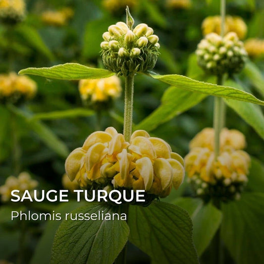 GRAINES - Sauge Turque (Phlomis russeliana)