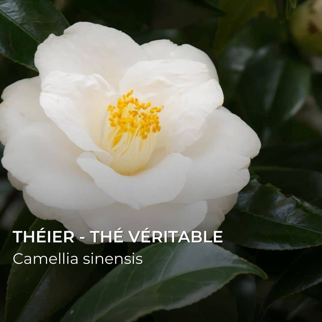GRAINES - Théier / Thé véritable (Camellia sinensis)