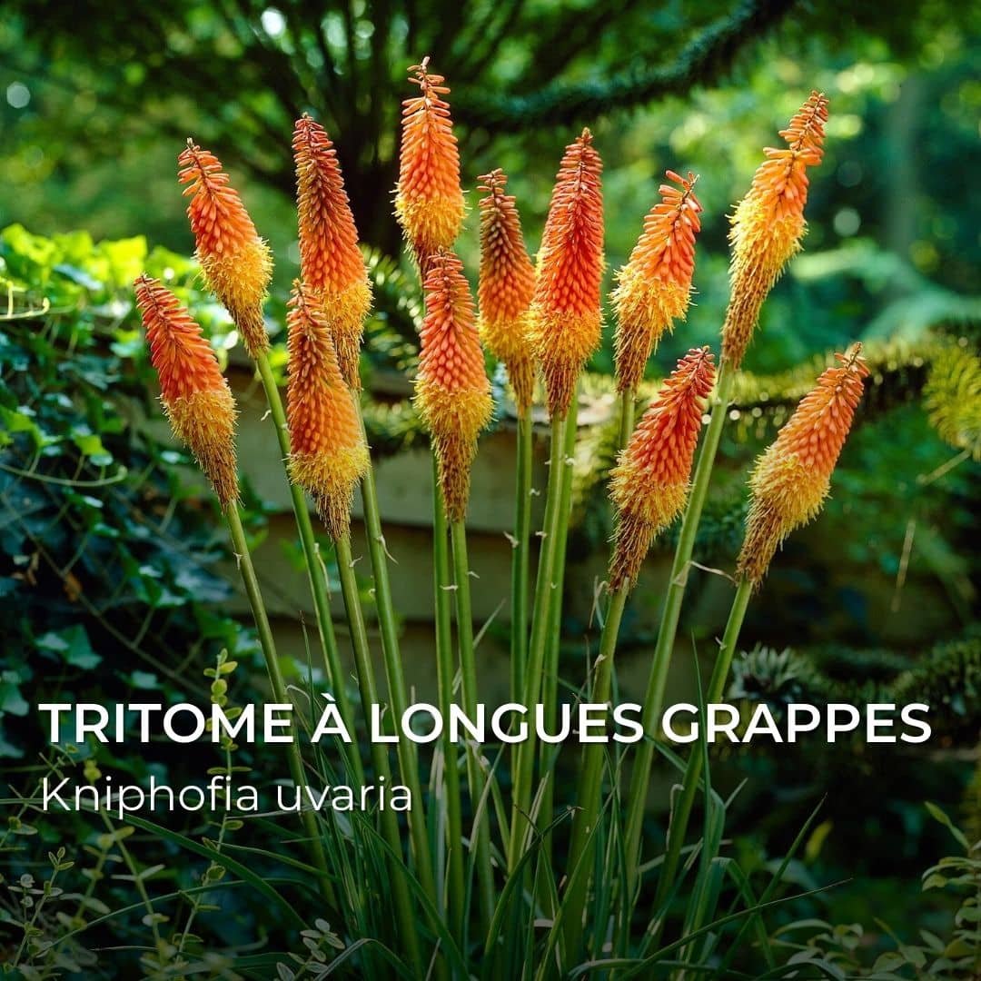 GRAINES - Tritome à longues grappes (Kniphofia uvaria)