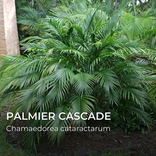 GRAINES - Palmier Cascade - (Chamaedorea cataractarum)