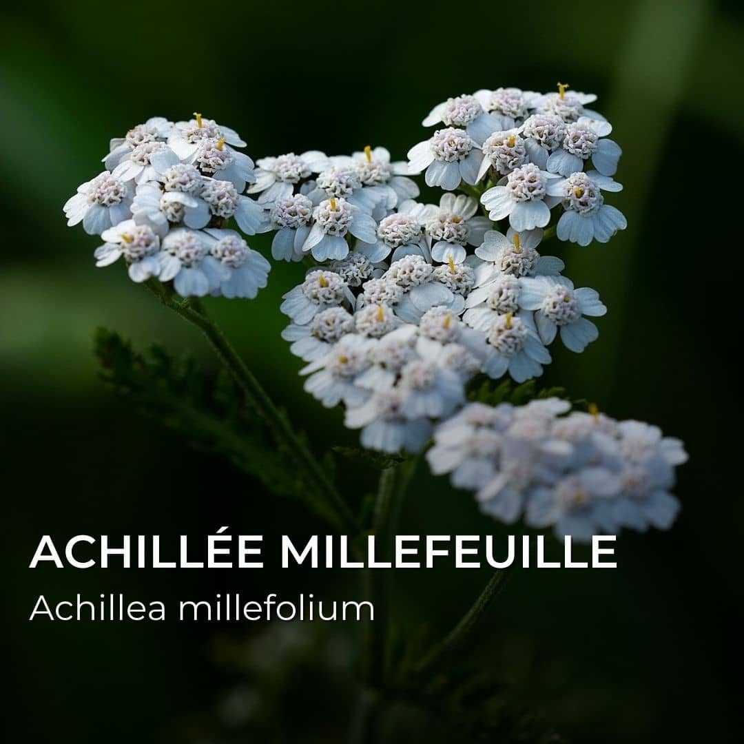 PLANT - Achillée millefeuille - (Achillea millefolium)