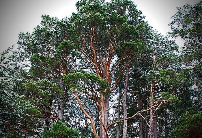 pin sylvestre pin de riga pin du nord pinus sylvestris