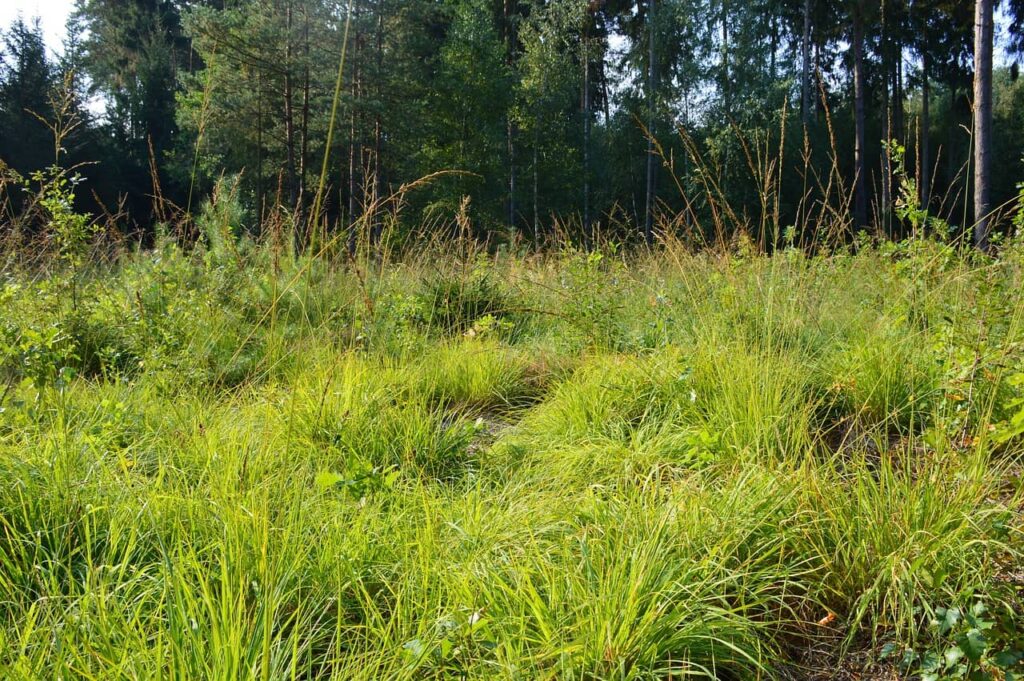 clairière composée de plusieurs espèces d'herbes sauvages